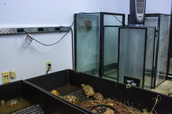 In a room of an office building, a black tub contains five turtles with wood-chips and a bowl of food. Next to the tub are empty tanks and with a tower fan on top of them. 