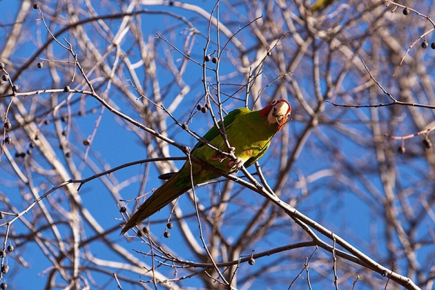 polly parrot movie