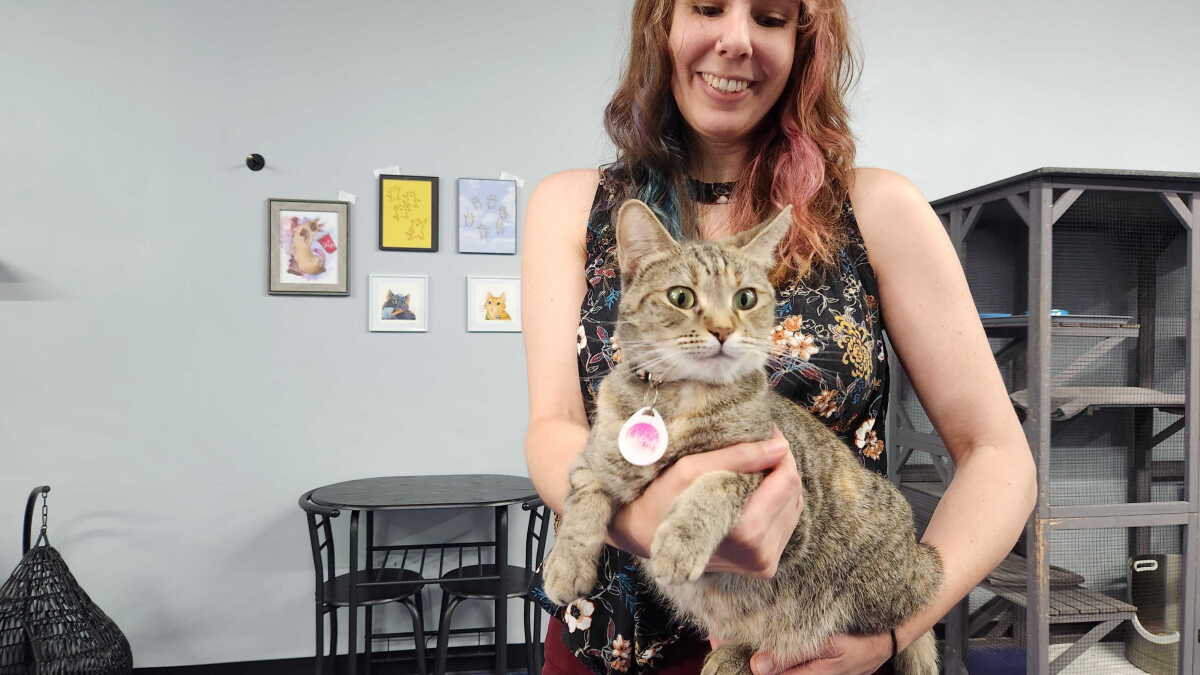 Quality Kitty Time Awaits At Pasadena's Feline-Filled Tail Town Cat Cafe - Vimarsana News