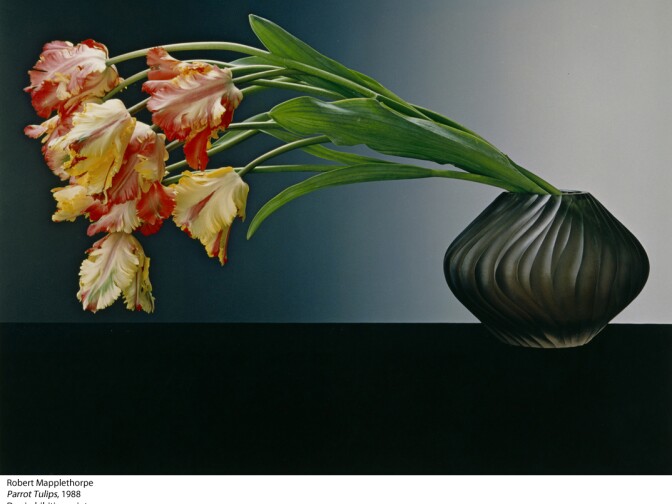 Parrot Tulips, 1988
Robert Mapplethorpe 