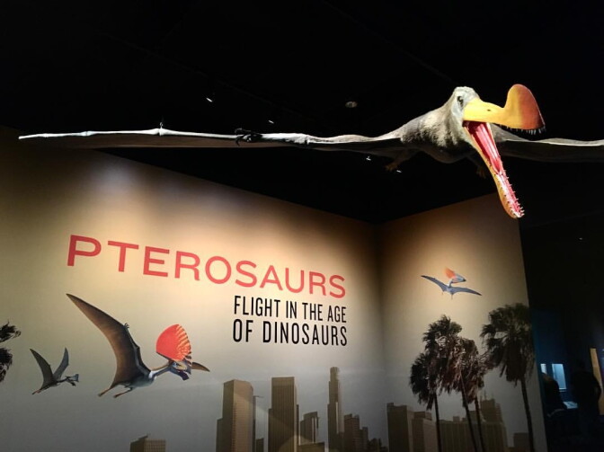 Learn about ancient flying reptiles (not birds!) in our new exhibit: Pterosaurs: Flight in the Age of Dinosaurs. Now open!