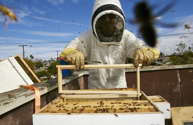 In this photo taken Friday, Jan. 31, 2014, Sweet Bee Removal professional beekeeper, Tyson Kaiser, expands a beehive hosted on the roof of a home in Los Angeles. The Los Angeles City Council will vote Wednesday, Feb. 12, 2014 whether to begin the process of granting urban bees legal residency in residential areas after a lengthy lobbying effort from bee lovers of all stripes. The vote comes against the backdrop of colony collapse disorder, a worrisome die-off of honeybees that has captured the attention of environmentalists and farmers worldwide. (AP Photo/Damian Dovarganes)