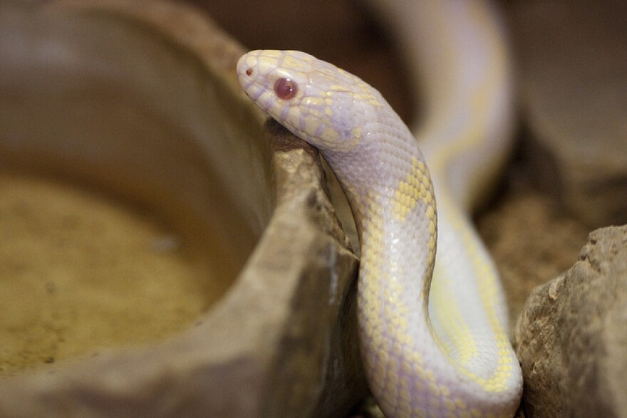 California Kingsnake 