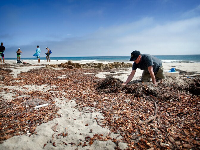 UCSB researcher David Hubbard sifts through Malibu beach sand looking for Isopods. Scientists say the shrinking of their population is a warning sign for the health of Southern California beaches.