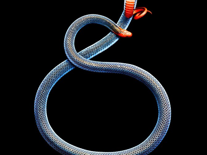 Malayan Coral Snake