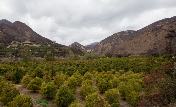 Emily Ayala's citrus orchard in Ojai. She anticipates that she'll have to pull out trees due to a lack of rain.