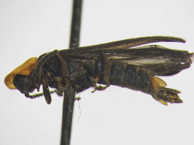 The firefly discovered by UC Riverside student Joshua Oliva.