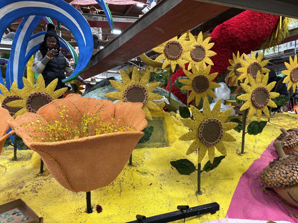 A close-up look at some of the elements on the float: There are many sunflowers, 31 in all, as well as acorns and California poppies. 