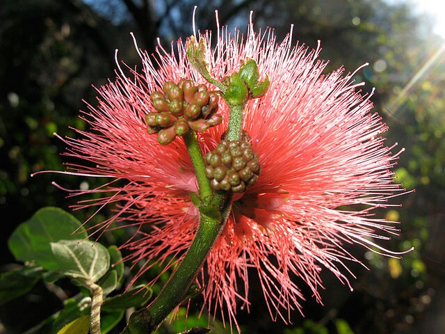 ojaiflower.jpg