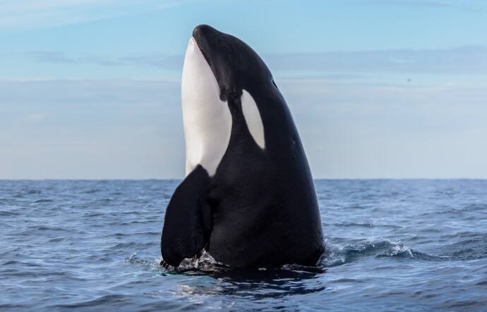 A large orca whale pops its torso out of the ocean.
