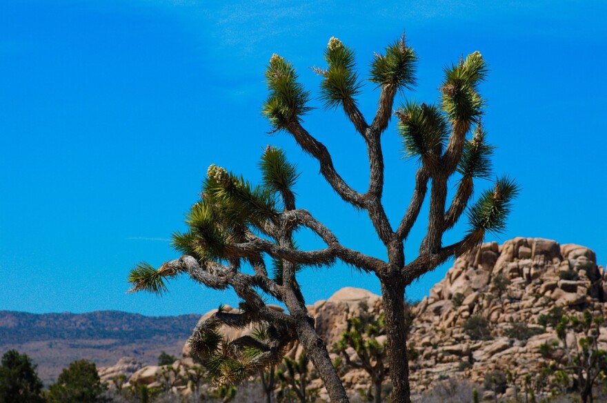 Joshua trees in bloom at Joshua Tree National Park on April 6, 2013.