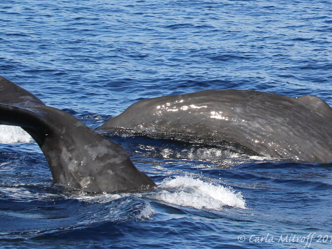 More than 50 sperm whales, including mothers and calves, showed up off the coast of Orange County in October. 