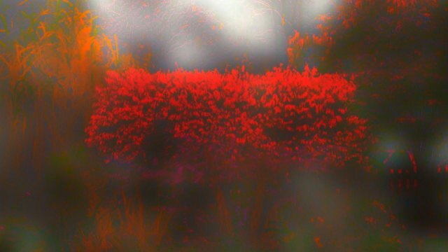 BurningBush1_ smaller.jpg