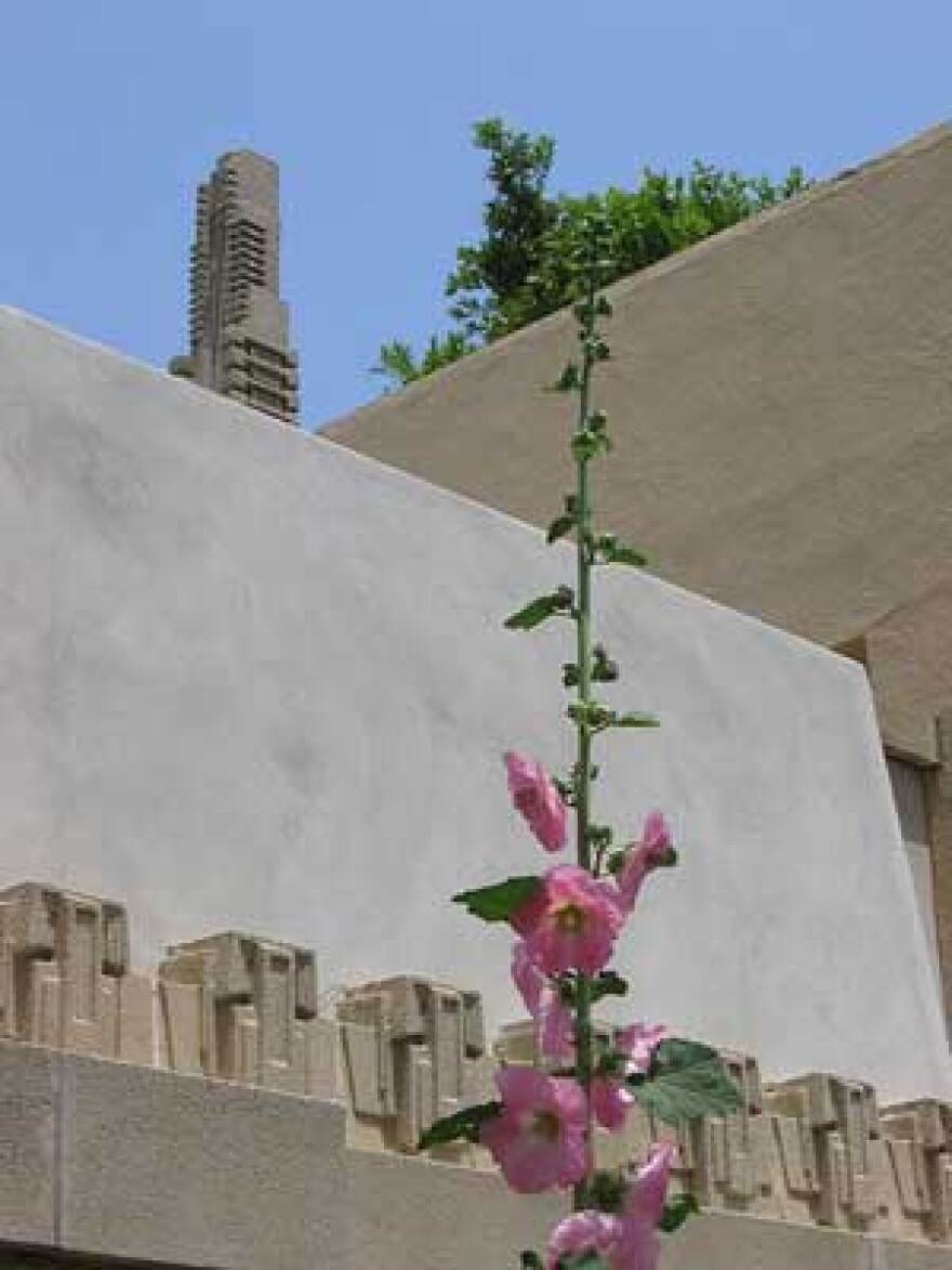 Hollyhock1.jpg