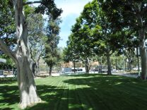 A newly restored lawn in the City Hall Park. The Los Angeles City Council voted on Febuary 7, 2012  to renovate the City Hall Park that surrounds the building after it was damaged during the Occupy LA movements last year.