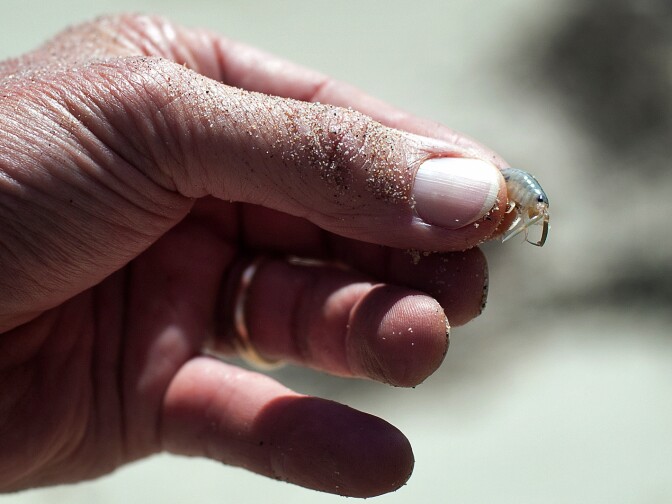 David Hubbard holds a Beach Hopper. Crustaceans like Isopods break down kelp, and are a source of food for shorebirds.