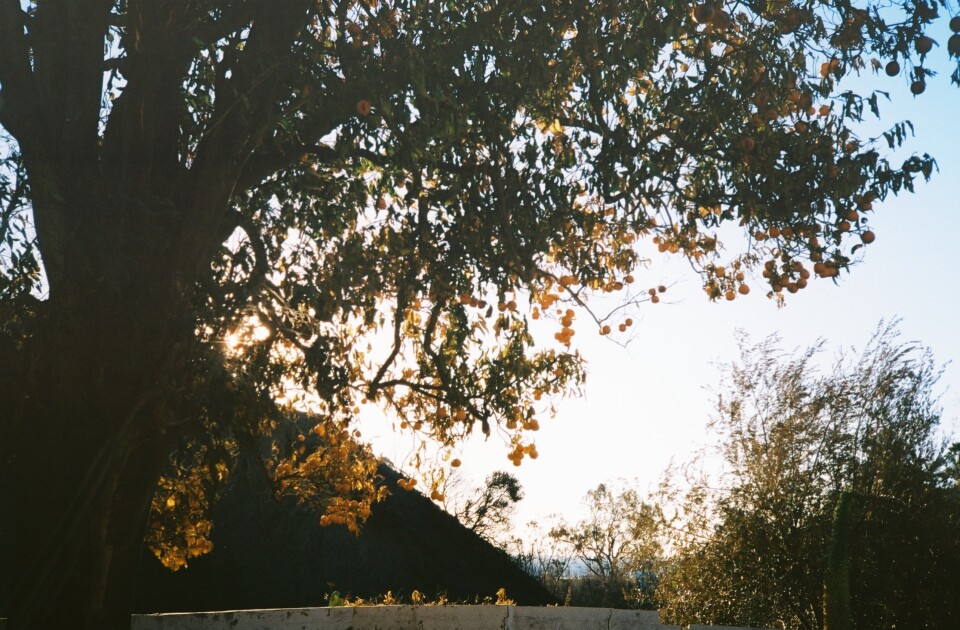 A huge orange tree stands tall, backlit by the sun. Dozens of oranges hang from its limbs. 