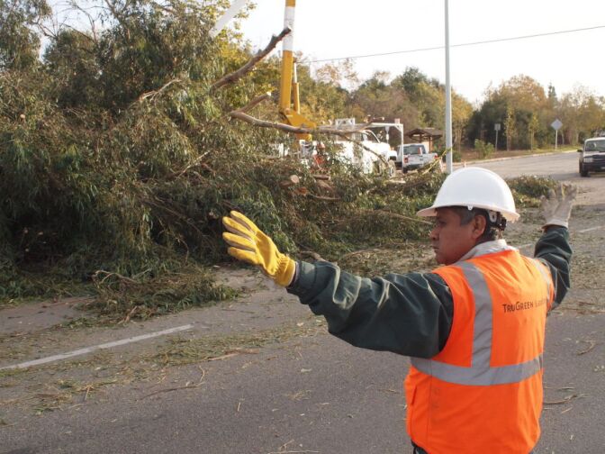 A worker directs traffic near a fallen eucalyptus in South Pasadena