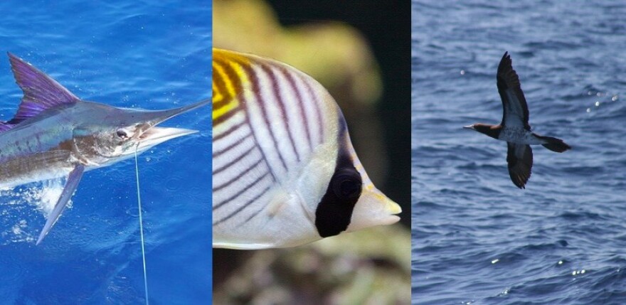 Meet the neighbors: The tropical sea creatures El Niño is bringing to SoCal shores | LAist - NPR News for Southern California FM Meet the neighbors: The tropical sea creatures El Niño is bringing to SoCal shores | LAist - NPR News for Southern California FM
