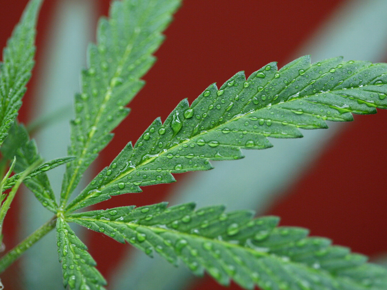 Weed Runners: A look into California’s underground marijuana trade | LAist