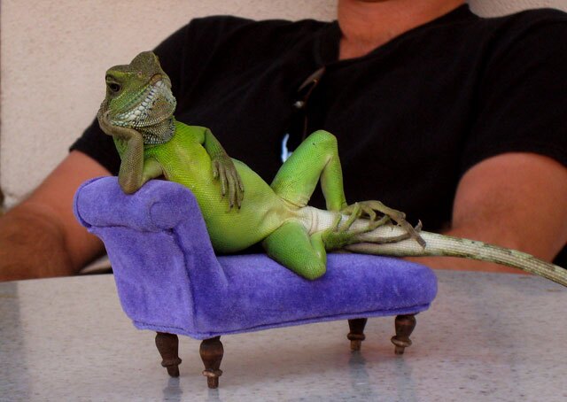 lizardlean.jpg