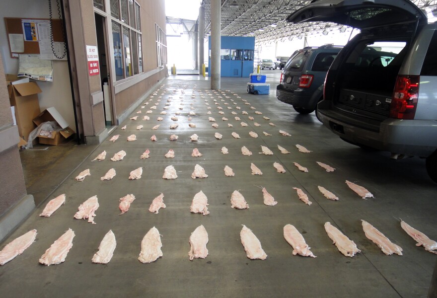 This March 2013 image provided by the U.S. attorney's Office shows Totoaba bladders  displayed at a U.S. border crossing in downtown Calexico, Mexico.  Seven people have been charged in a scheme to sell the bladders of an endangered Mexican fish considered a delicacy for use in Chinese soup, U.S. prosecutors said Wednesday.  