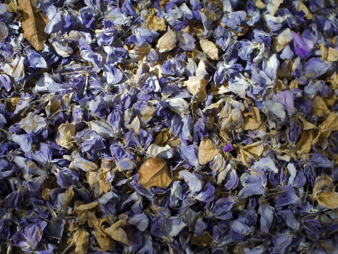 Solt says the Wisteria plant doesn't require a lot of maintenance, but she does have to do a lot of sweeping.