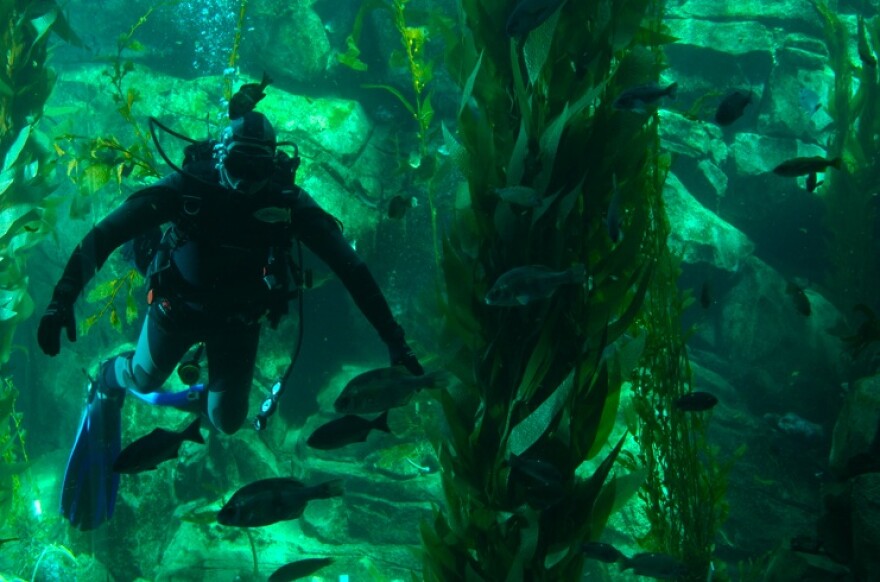 kelp diver