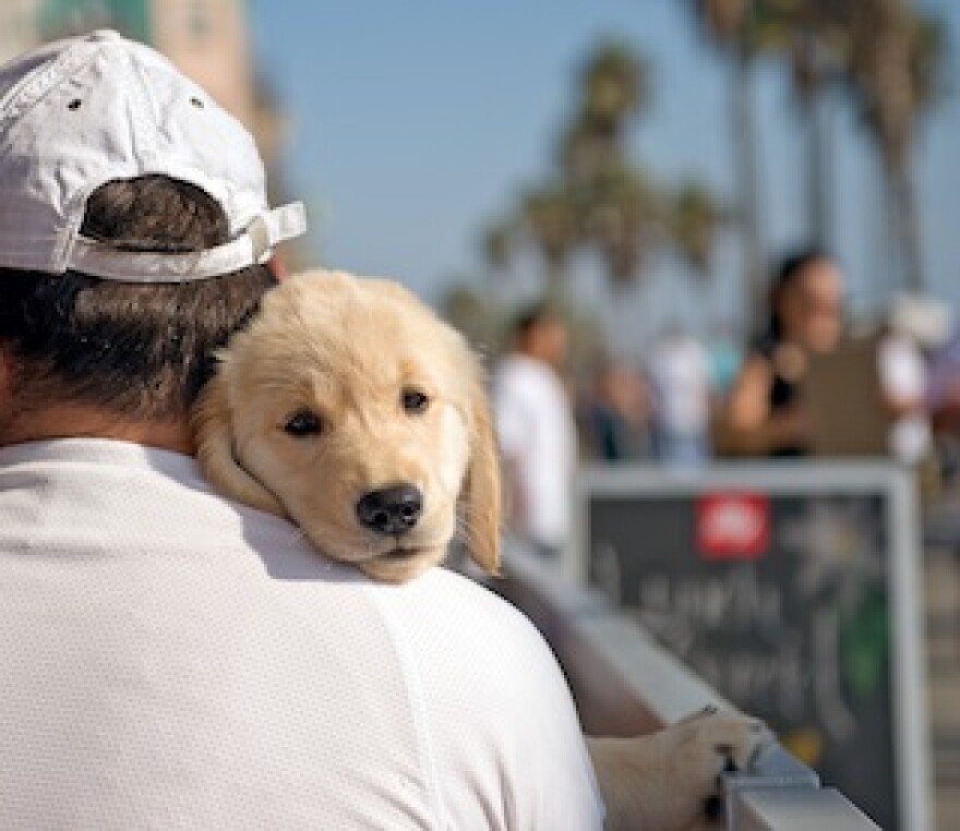west-hollywood-cat-dog-ban.jpg