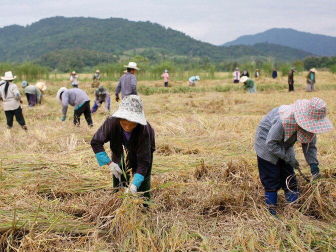 Thai farmers cultivate rice near Chiang Saen, near the Mekong River. Thailand is the largest rice exporter in the world.