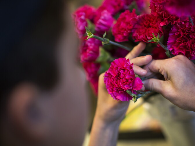 Volunteers fluff and de-stem carnations before they are glued onto the Sierra Madre Rose Float Association's Rose Parade float on Tuesday morning, Dec. 29, 2015. The float, themed "Rollin' on the River," uses more than 30,000 flowers.