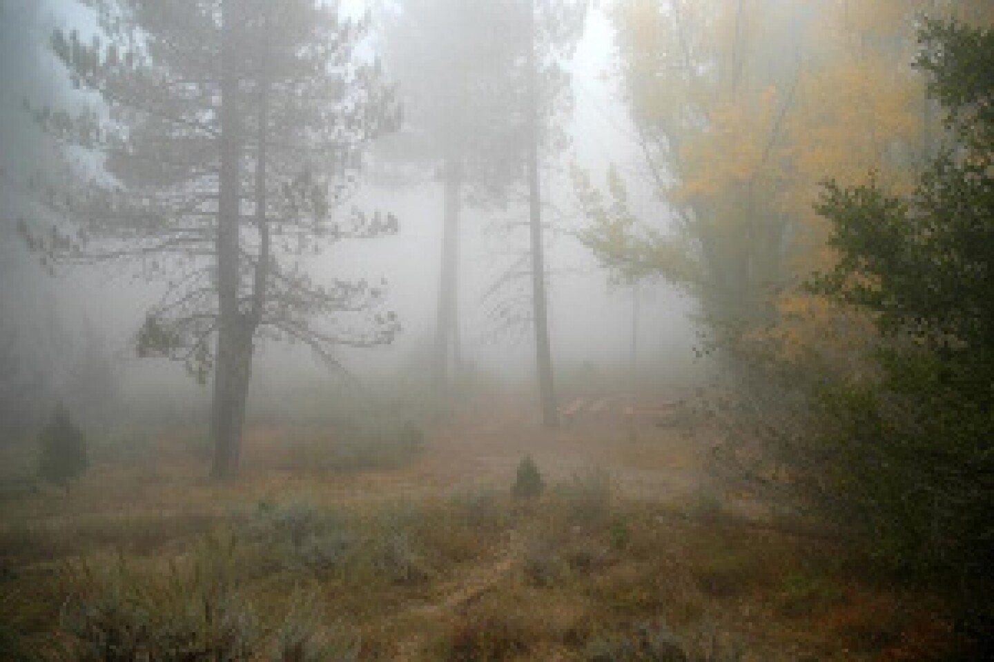 foggy_ANF.jpg