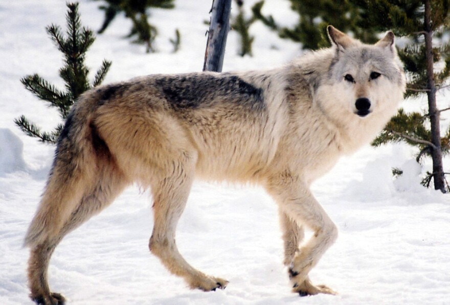 A gray wolf in the wild. Park officials say hunting restrictions in place in parts of of Montana have protected Yellowstone's wolves from a repeat of a 2009 hunt in which four Yellowstone wolves were shot.