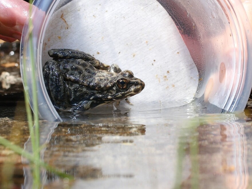A mountain yellow-legged frog returns to the wild in the Desolation Wilderness, south of Lake Tahoe in California.