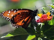 File: A butterfly is seen at the Los Angeles Natural History Museum on April 8, 2011 during the opening day for members at the Butterfly Pavilion. 