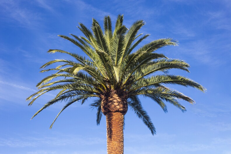 The top of a palm treet has a crown of long green leaves