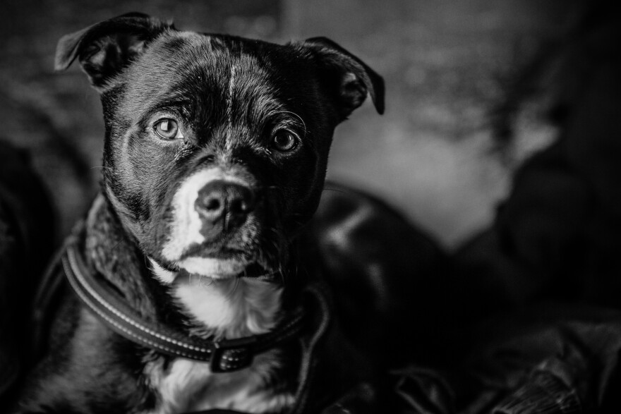 A puppy dog named Tim.