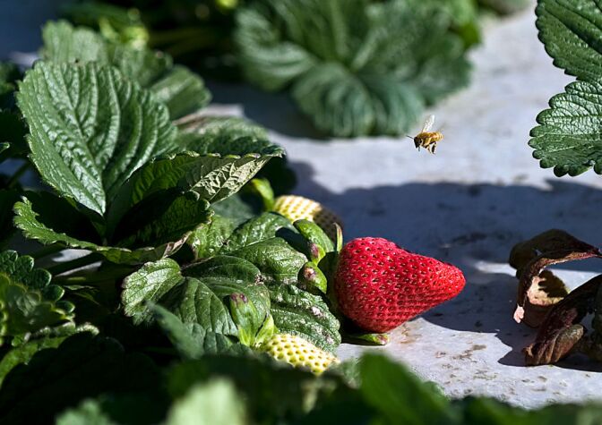 Terry Farms Inc., also known as Terry Berries, produces 240 acres of strawberries each year. Each acre in the fields hold up to 30,000 strawberry plants.