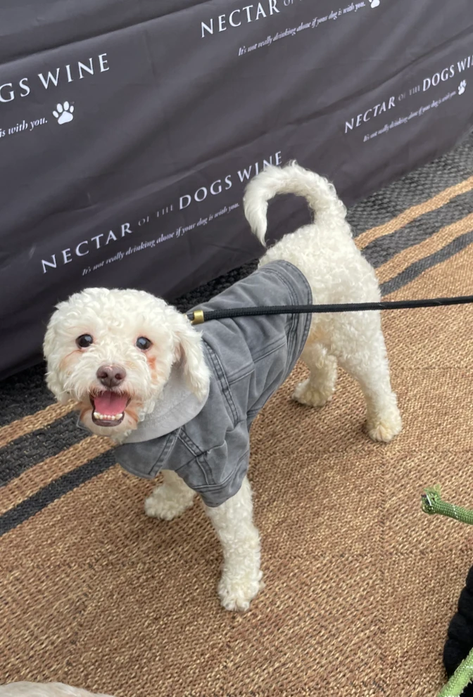 A small white Maltipoo dog wears a grey denim jacket and black leash.
