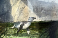 A gray and black penguin chick swims in an enclosure.