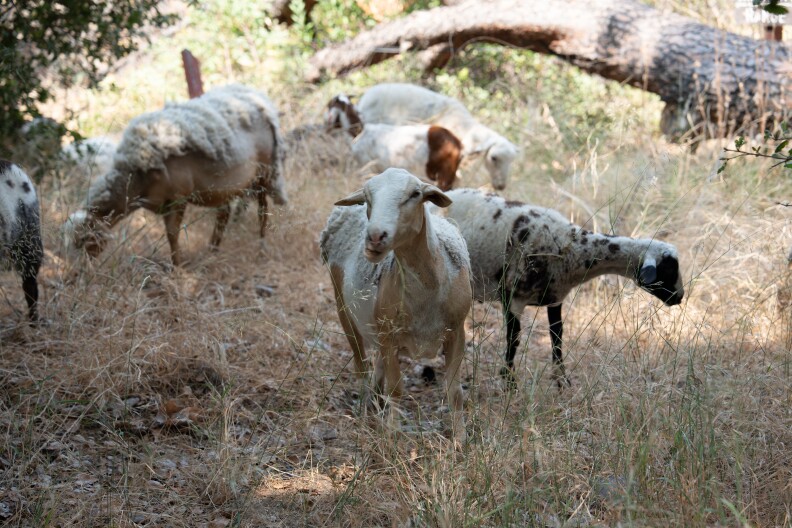 Sheeps graze in a field as part of the Arcadia's goat and sheep grazing project.