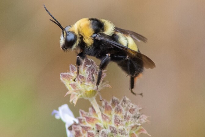 A bumblebee pollinates a 