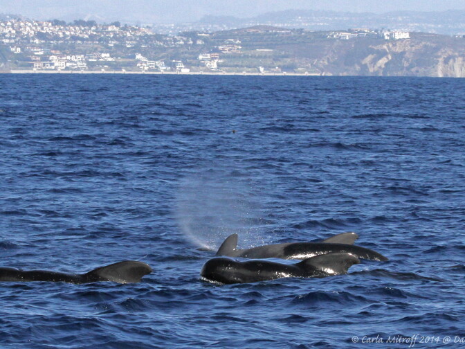 Pilot whales visited Southern California waters in unusually high numbers during 2014. 