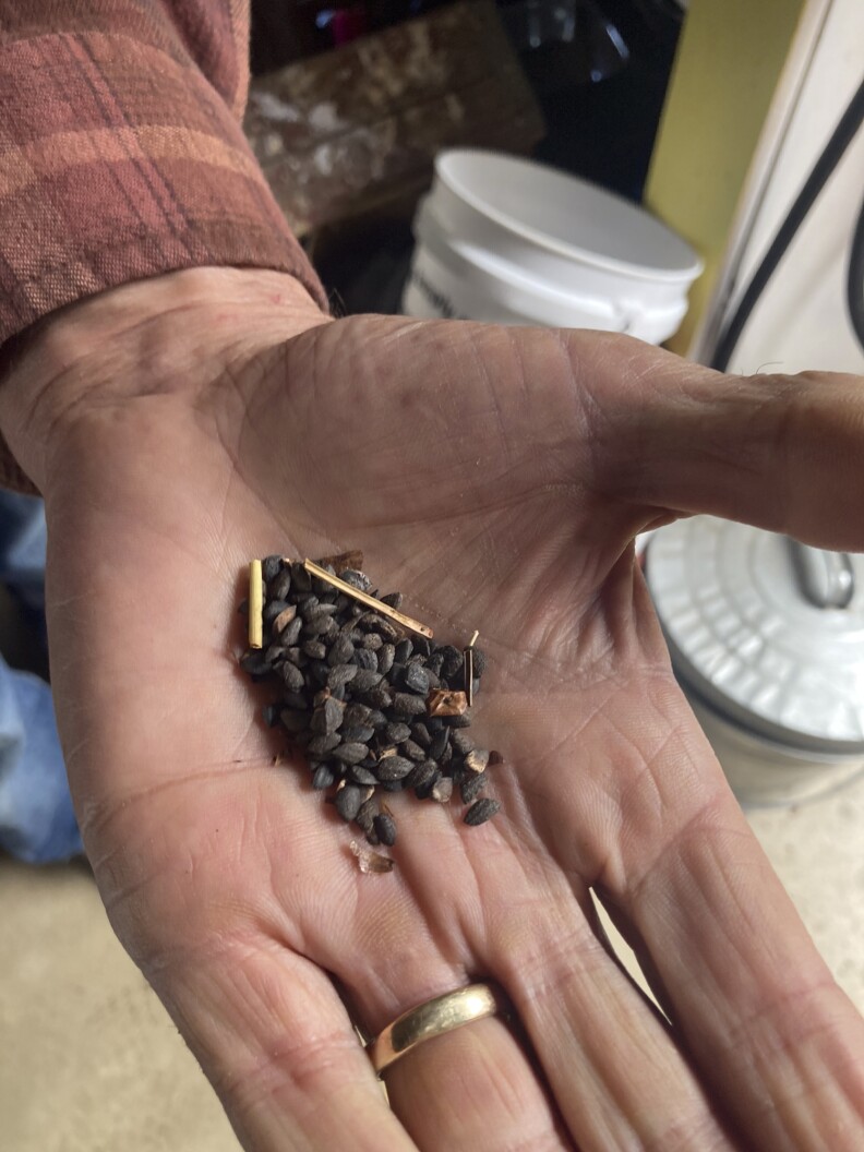 Black pebble-like seeds piled into an outstretched hand that shows signs of hard work - wrinkled and calloused. There's a gold ring on one finger. Buckets are stacked up in the background.
