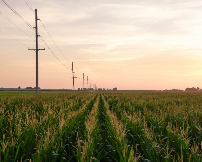 Rows of corn with a line of telephone polls to the left under a pink sky.