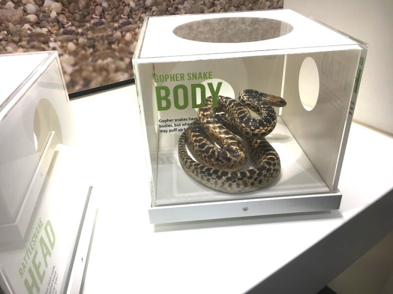 Gopher snake model at the Natural History Museum of Los Angeles County