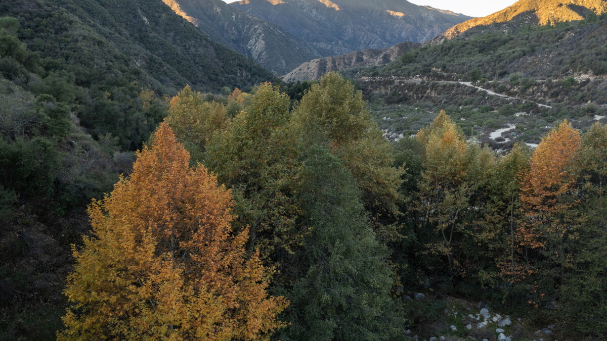 Roads in forests
