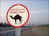 A camel crossing near the racetrack outside Dubai.