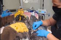 An eagle is being held on an exam table with one person wearing yellow gloves outside of the frame. Another person wearing a facemask is examining the eagle's wing.
