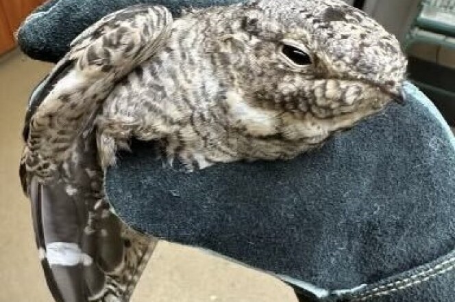 A mottled colored bird is a gloved human hand. 